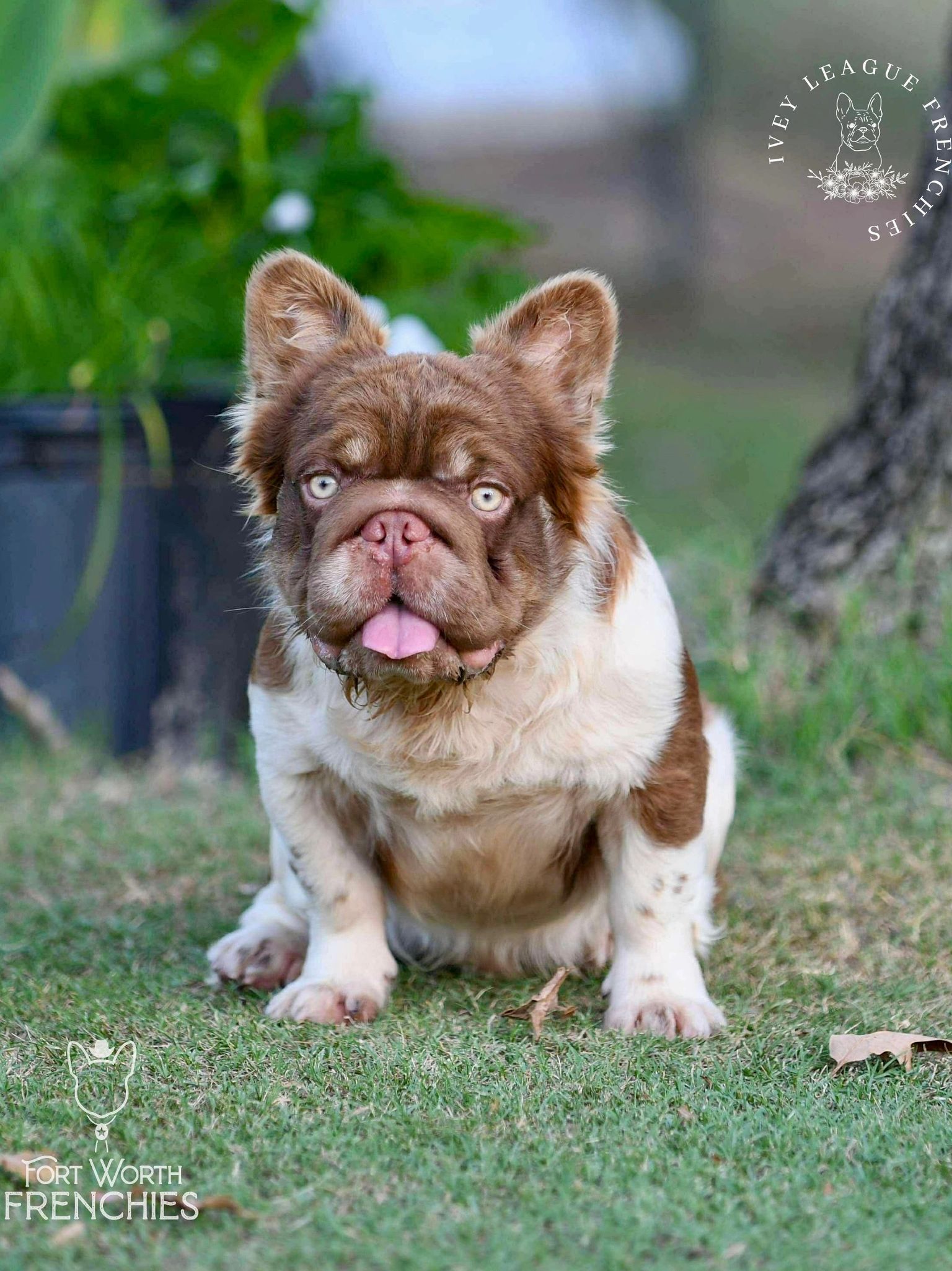 Unique brown and white French Bulldog puppy sitting on grass.
