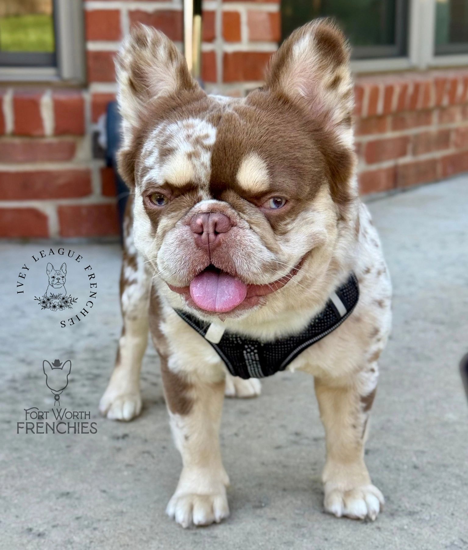 Close-up of a happy French Bulldog with unique brown and white markings wearing a harness.