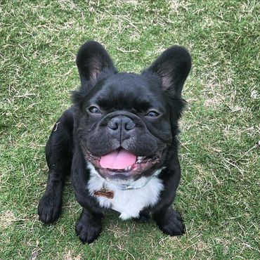 Zorro - Fluffy French Bulldog Stud