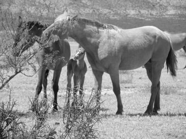 Lobo, Texas
A family of open range horses.