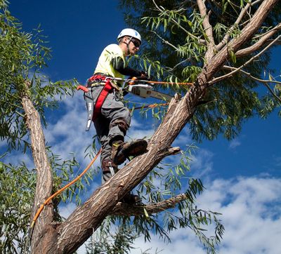 Call for the best Tree trimming in Katy Texas. Tree Trimming Katy Texas.
 Tree Trimming near me
