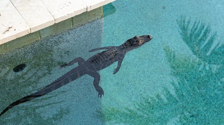 What To Do If An Alligator Makes Its Way Into Your Backyard Pool