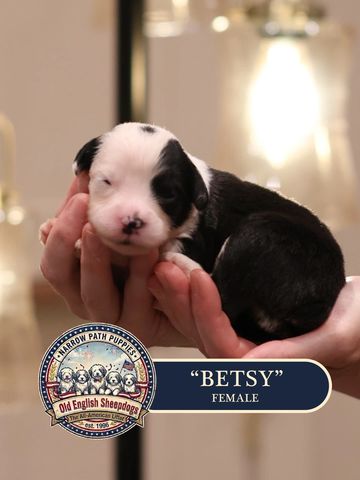 AKC Old English Sheepdog puppies for sale.