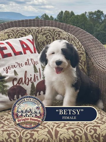 Old English Sheepdog Puppy, AKC Old English Sheepdog puppies, OES puppies, AKC puppies for sale