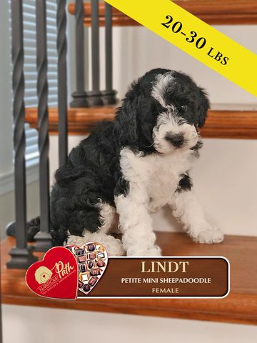 Sheepadoodle puppy for sale, mini sheepadoodle puppies