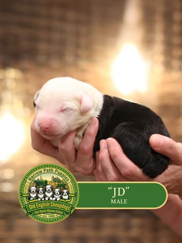 OES Puppies, Old English Sheepdog puppies, AKC Old English Sheepdog puppies for sale