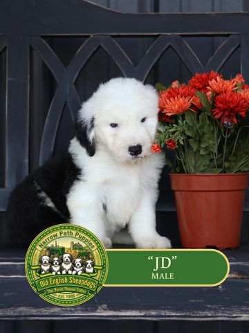 Old English Sheepdog Puppy, AKC Old English Sheepdog puppies, OES puppies, AKC puppies for sale