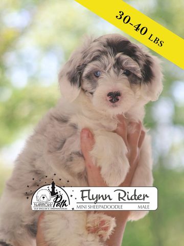 Sheepadoodle Puppies for sale
Mini Sheepadoodle Puppies for Sale
Micro Sheepadoodle Puppies for Sale