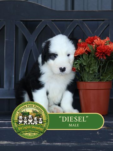 Old English Sheepdog Puppy, AKC Old English Sheepdog puppies, OES puppies, AKC puppies for sale