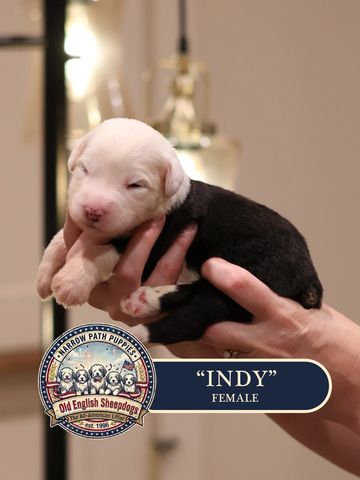 AKC Old English Sheepdog puppies for sale.