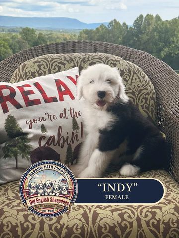 Old English Sheepdog Puppy, AKC Old English Sheepdog puppies, OES puppies, AKC puppies for sale
