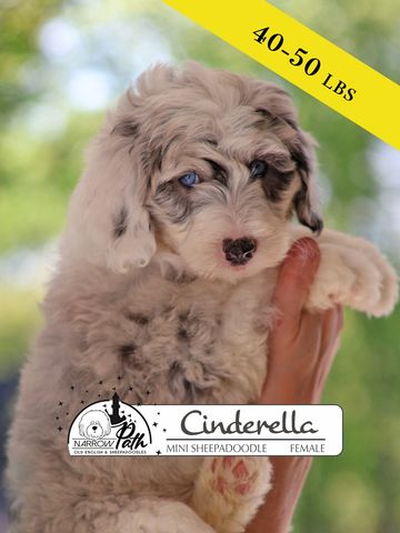 Sheepadoodle Puppies for sale
Mini Sheepadoodle Puppies for Sale
Micro Sheepadoodle Puppies for Sale