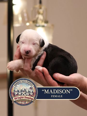 AKC Old English Sheepdog puppies for sale.