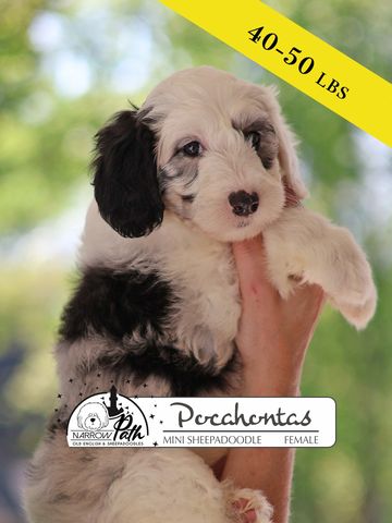 Sheepadoodle Puppies for sale
Mini Sheepadoodle Puppies for Sale
Micro Sheepadoodle Puppies for Sale