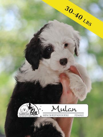 Sheepadoodle Puppies for sale
Mini Sheepadoodle Puppies for Sale
Micro Sheepadoodle Puppies for Sale