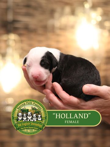 OES Puppies, Old English Sheepdog puppies, AKC Old English Sheepdog puppies for sale