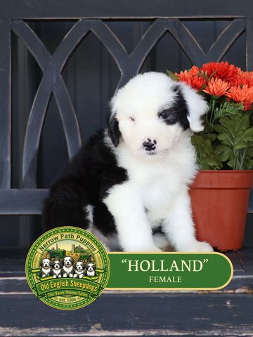 Old English Sheepdog Puppy, AKC Old English Sheepdog puppies, OES puppies, AKC puppies for sale