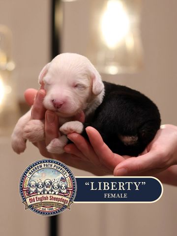 AKC Old English Sheepdog puppies for sale.