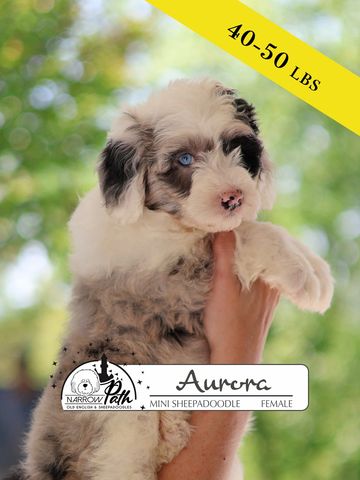 Sheepadoodle Puppies for sale
Mini Sheepadoodle Puppies for Sale
Micro Sheepadoodle Puppies for Sale
