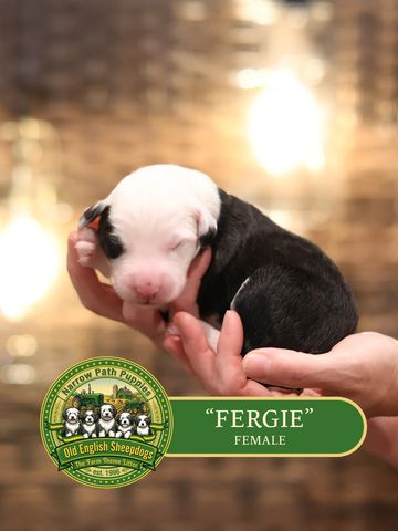 OES Puppies, Old English Sheepdog puppies, AKC Old English Sheepdog puppies for sale