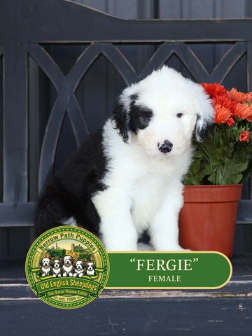 Old English Sheepdog Puppy, AKC Old English Sheepdog puppies, OES puppies, AKC puppies for sale