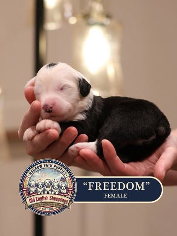 AKC Old English Sheepdog puppies for sale.
