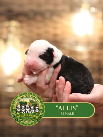 OES Puppies, Old English Sheepdog puppies, AKC Old English Sheepdog puppies for sale