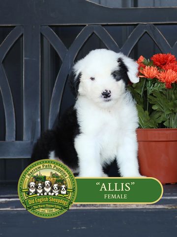 Old English Sheepdog Puppy, AKC Old English Sheepdog puppies, OES puppies, AKC puppies for sale