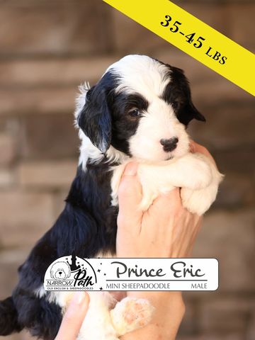 Sheepadoodle Puppies for sale
Mini Sheepadoodle Puppies for Sale
Micro Sheepadoodle Puppies for Sale