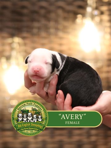 OES Puppies, Old English Sheepdog puppies, AKC Old English Sheepdog puppies for sale