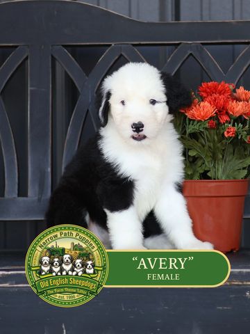 Old English Sheepdog Puppy, AKC Old English Sheepdog puppies, OES puppies, AKC puppies for sale