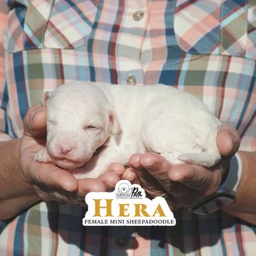 Sheepadoodle puppies for sale. Mini Sheepadoodle. Micro Mini Sheepadoodle. Petite Sheepadoodle. 