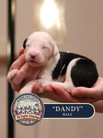 AKC Old English Sheepdog puppies for sale.