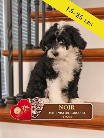 Sheepadoodle puppy for sale, mini sheepadoodle puppies