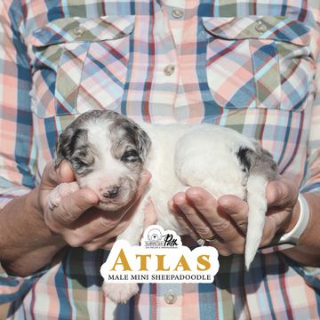 Sheepadoodle puppies for sale. Mini Sheepadoodle. Micro Mini Sheepadoodle. Petite Sheepadoodle. 