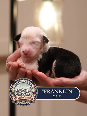AKC Old English Sheepdog puppies for sale.