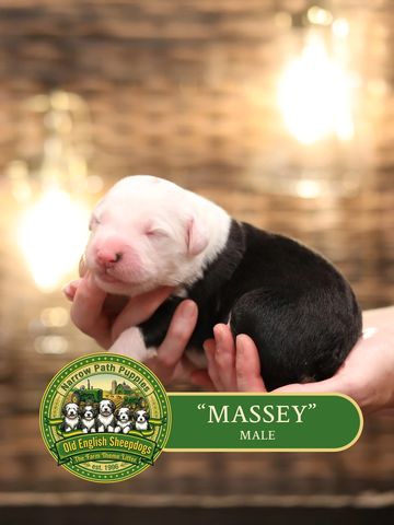 OES Puppies, Old English Sheepdog puppies, AKC Old English Sheepdog puppies for sale