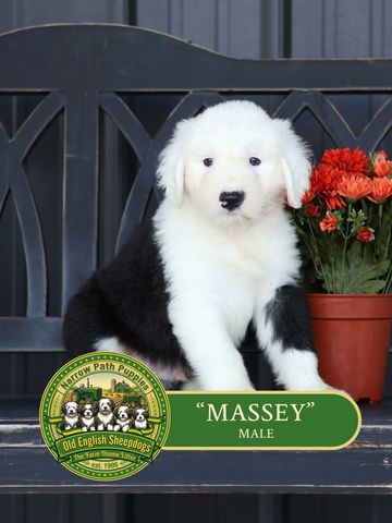 Old English Sheepdog Puppy, AKC Old English Sheepdog puppies, OES puppies, AKC puppies for sale