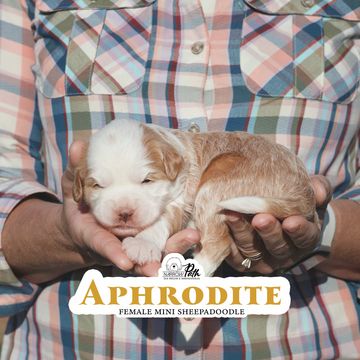 Sheepadoodle puppies for sale. Mini Sheepadoodle. Micro Mini Sheepadoodle. Petite Sheepadoodle. 