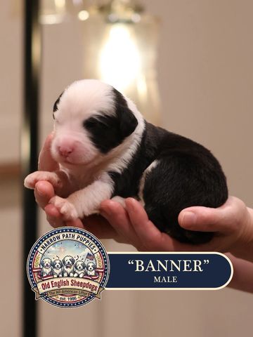 AKC Old English Sheepdog puppies for sale.