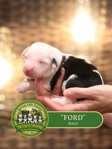 OES Puppies, Old English Sheepdog puppies, AKC Old English Sheepdog puppies for sale