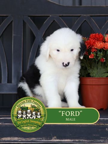 Old English Sheepdog Puppy, AKC Old English Sheepdog puppies, OES puppies, AKC puppies for sale