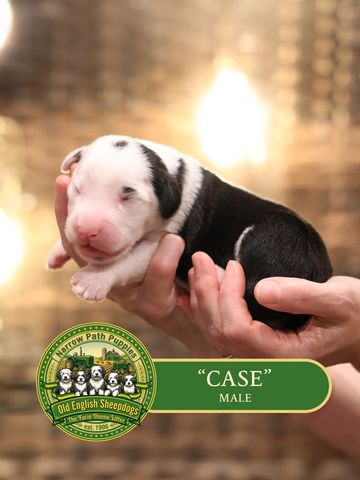 OES Puppies, Old English Sheepdog puppies, AKC Old English Sheepdog puppies for sale