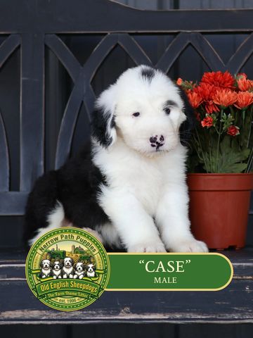 Old English Sheepdog Puppy, AKC Old English Sheepdog puppies, OES puppies, AKC puppies for sale