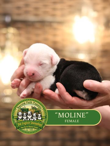 OES Puppies, Old English Sheepdog puppies, AKC Old English Sheepdog puppies for sale