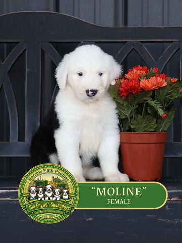 Old English Sheepdog Puppy, AKC Old English Sheepdog puppies, OES puppies, AKC puppies for sale