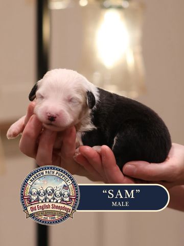 AKC Old English Sheepdog puppies for sale.