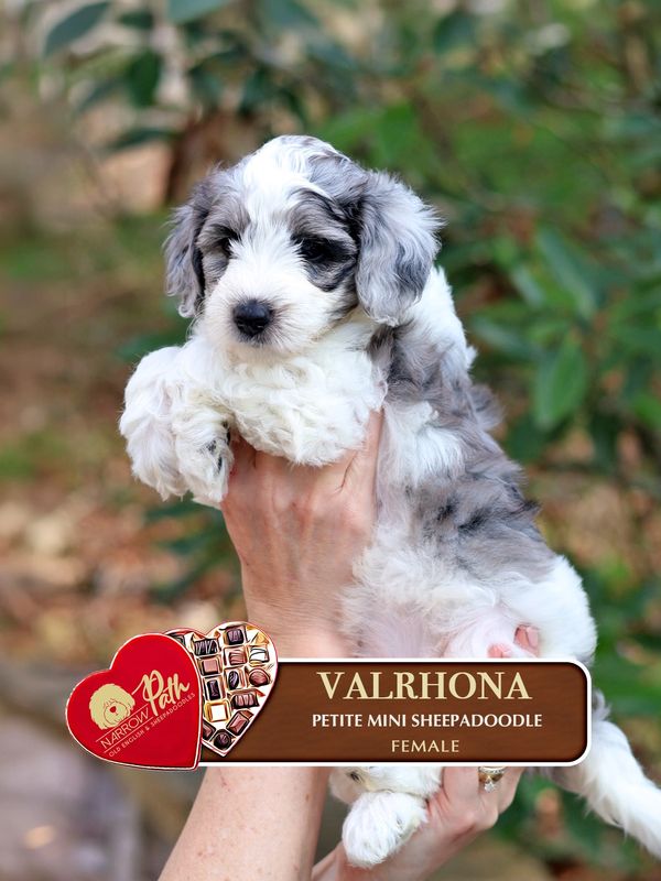 Sheepadoodle puppies for sale