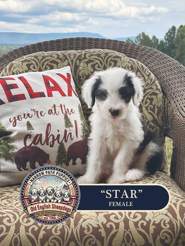 Old English Sheepdog Puppy, AKC Old English Sheepdog puppies, OES puppies, AKC puppies for sale