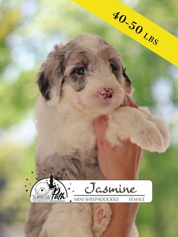 Sheepadoodle Puppies for sale
Mini Sheepadoodle Puppies for Sale
Micro Sheepadoodle Puppies for Sale